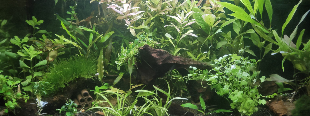 aquarium Salon 100L