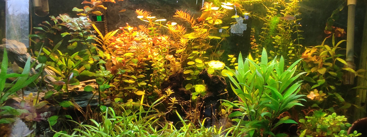 aquarium Chambre 200L