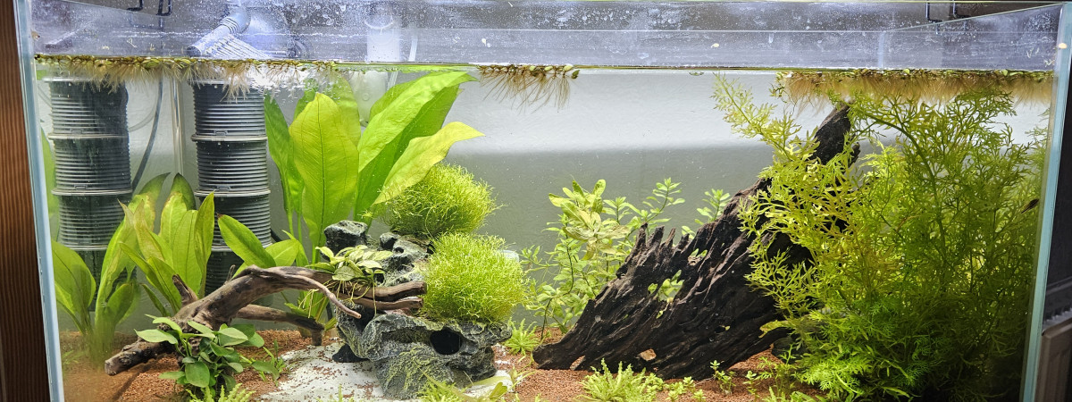 aquarium Bac principal