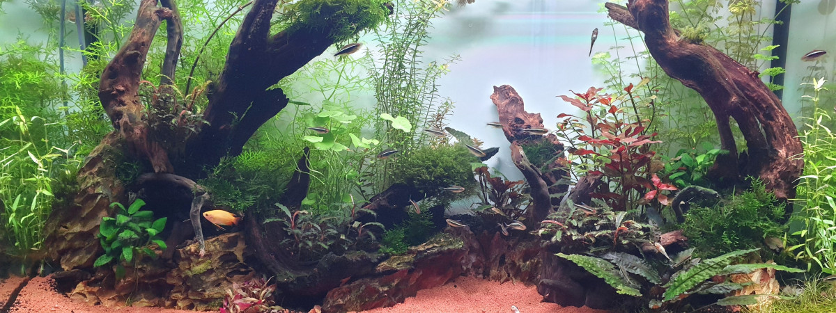 aquarium Néon noir