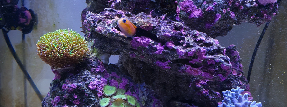 aquarium lido 200