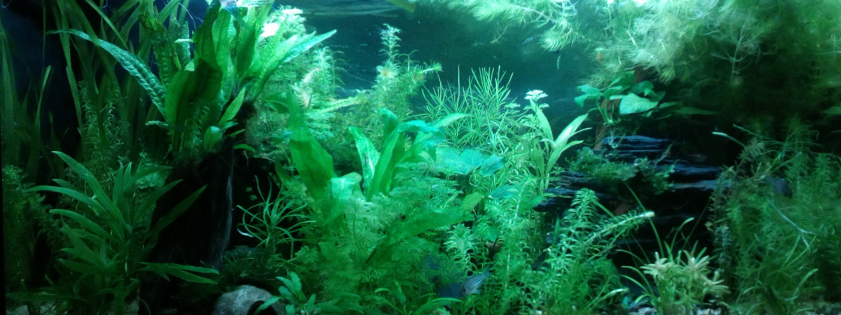 aquarium 125l Bois