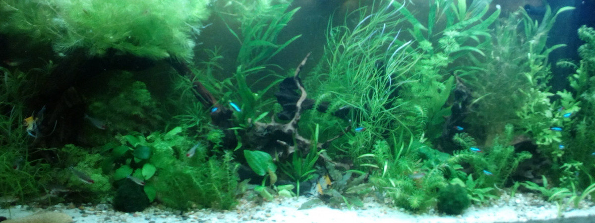 aquarium 240l Noir