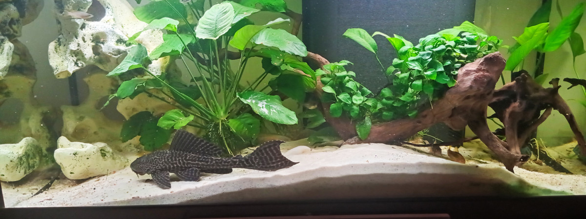 aquarium amazonie