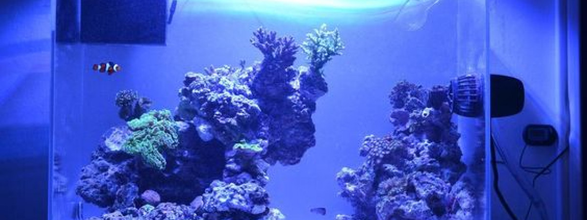 aquarium amphiprion