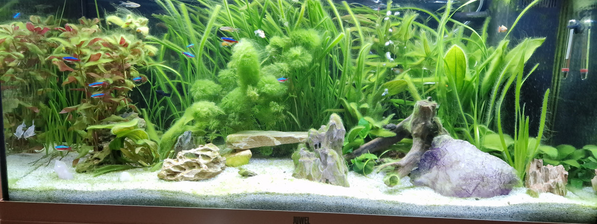 aquarium Juwel  rio 180