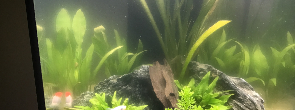 aquarium Rio et Tokyo