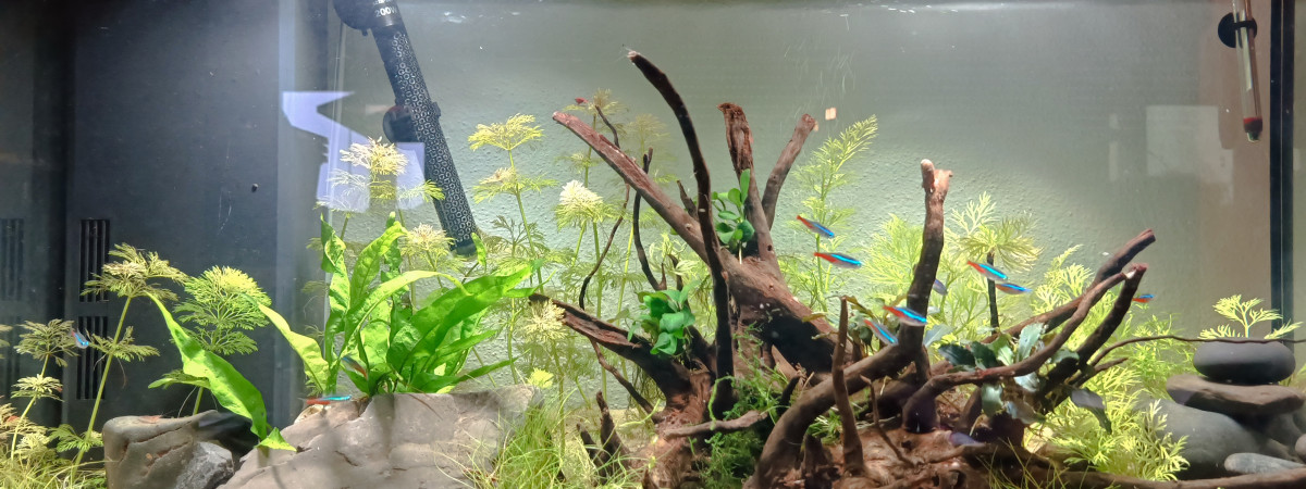 aquarium My little big world
