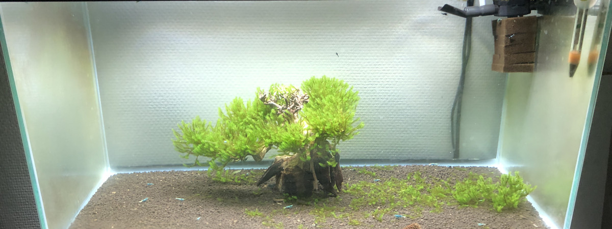 aquarium Bac 1 - Blue Bolt