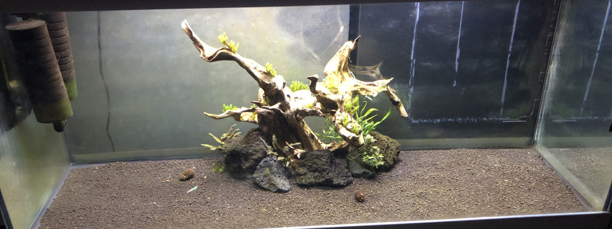 aquarium Bac 3