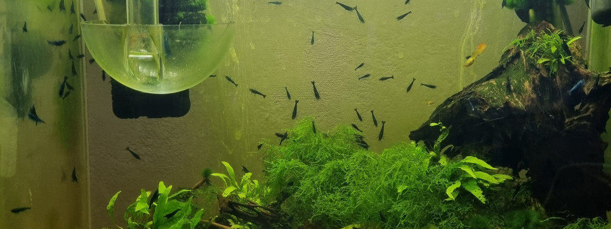 aquarium Crevettes