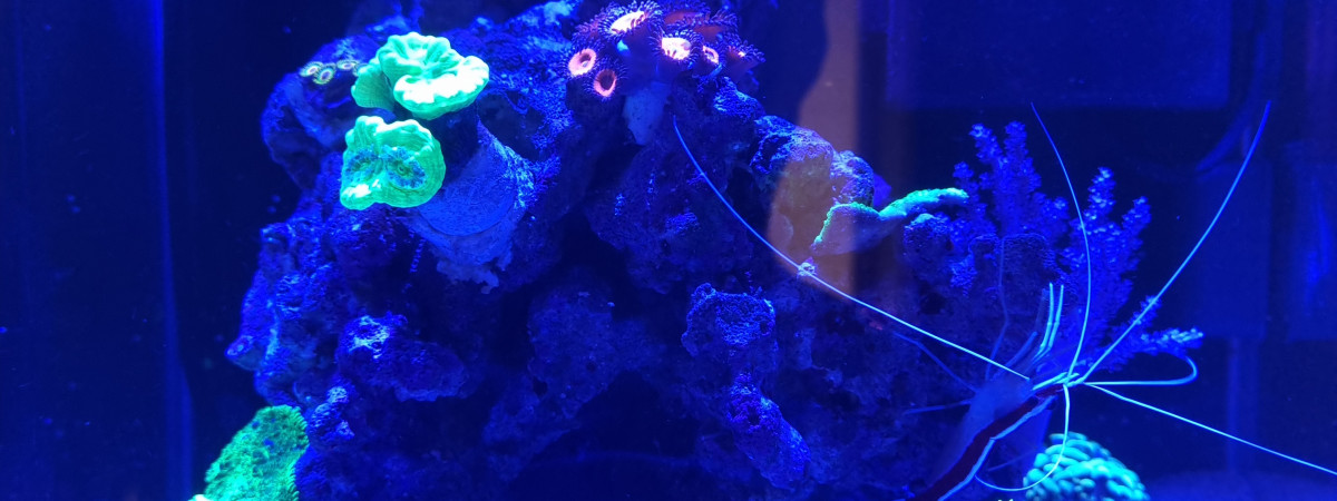 aquarium Récifal