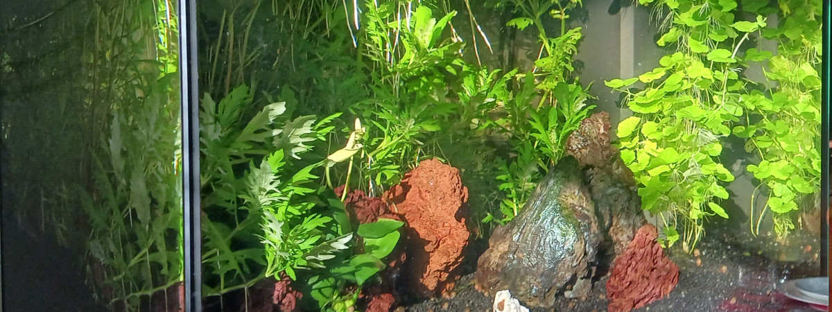 aquarium Biotope amazonien