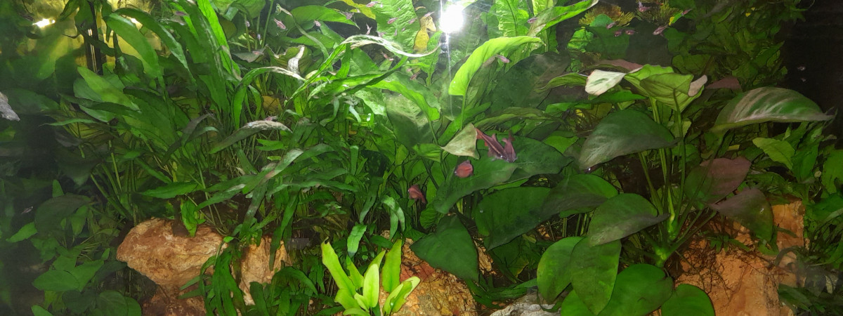 aquarium pH 6