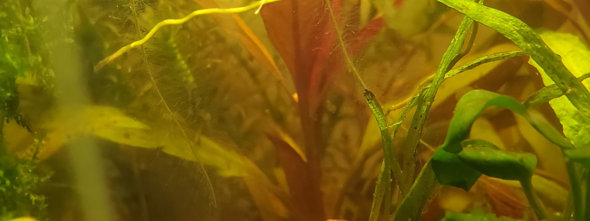 aquarium Nano aquarium