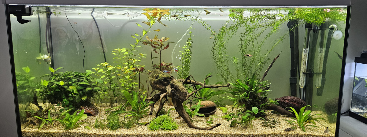 aquarium New-bac