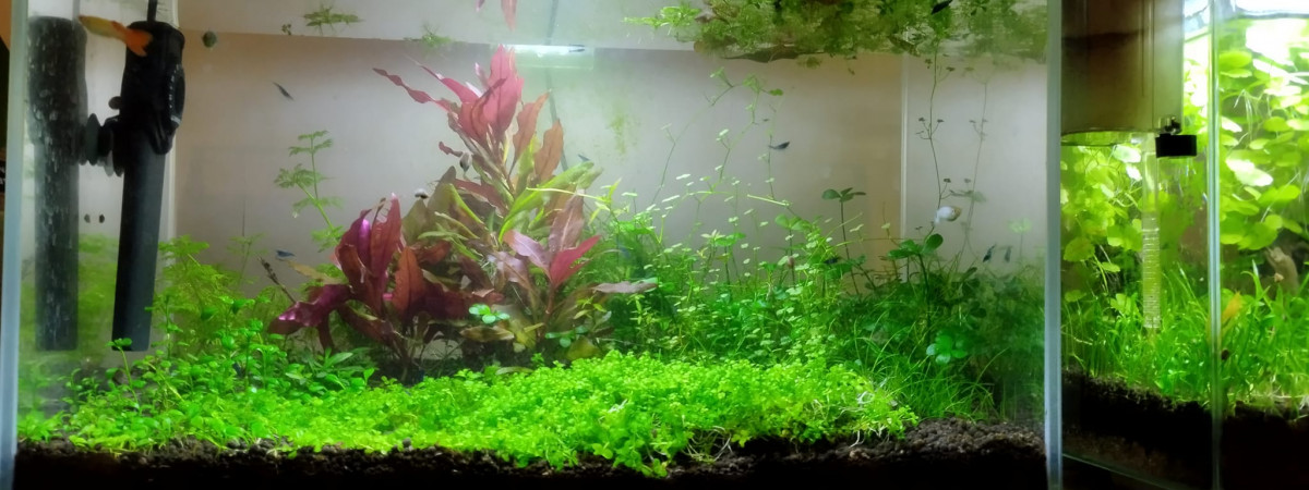 aquarium Aquarium 48 litres