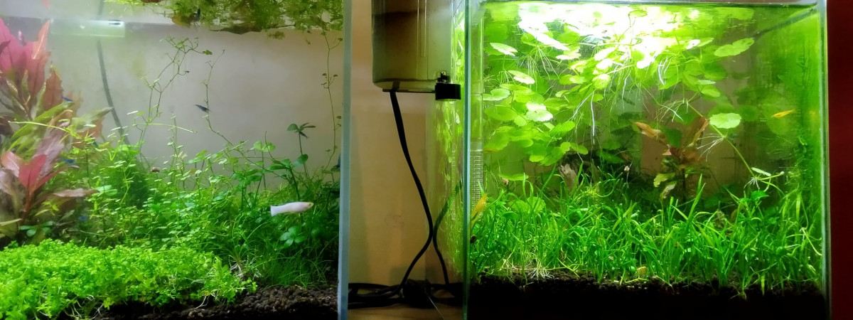 aquarium Aquarium 15 litres