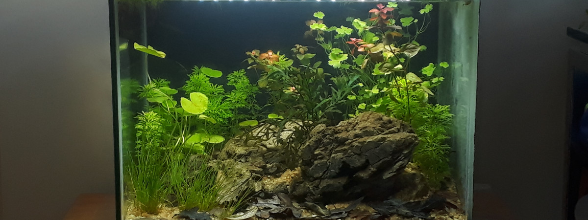 aquarium 20L Lowtech v2