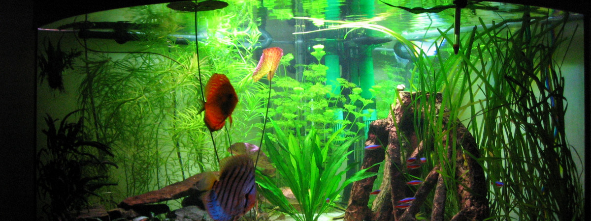 aquarium Mon ancien bac Amazonien