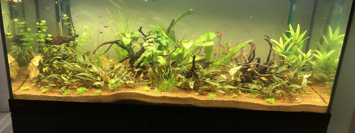aquarium eau douce 240 L