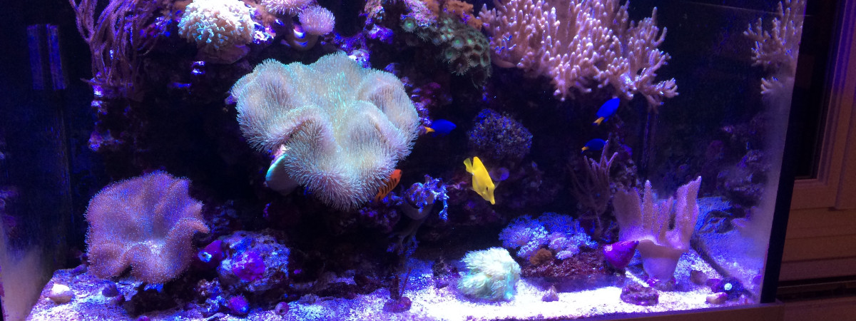 aquarium Recifal