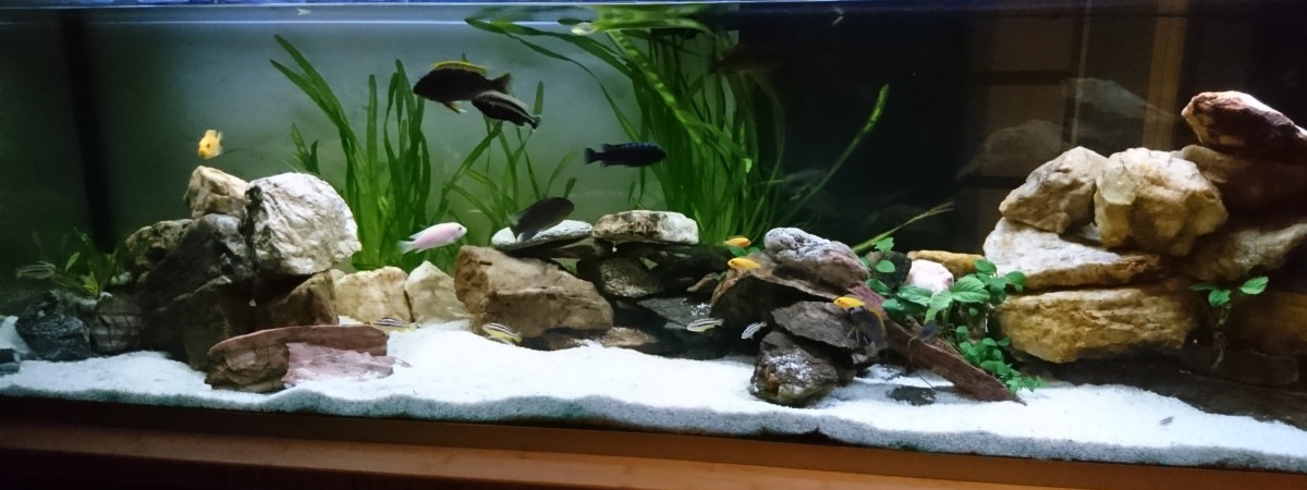 aquarium Malawi