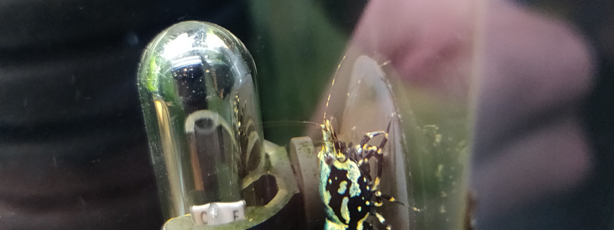 aquarium Batterie Crevettes et autres