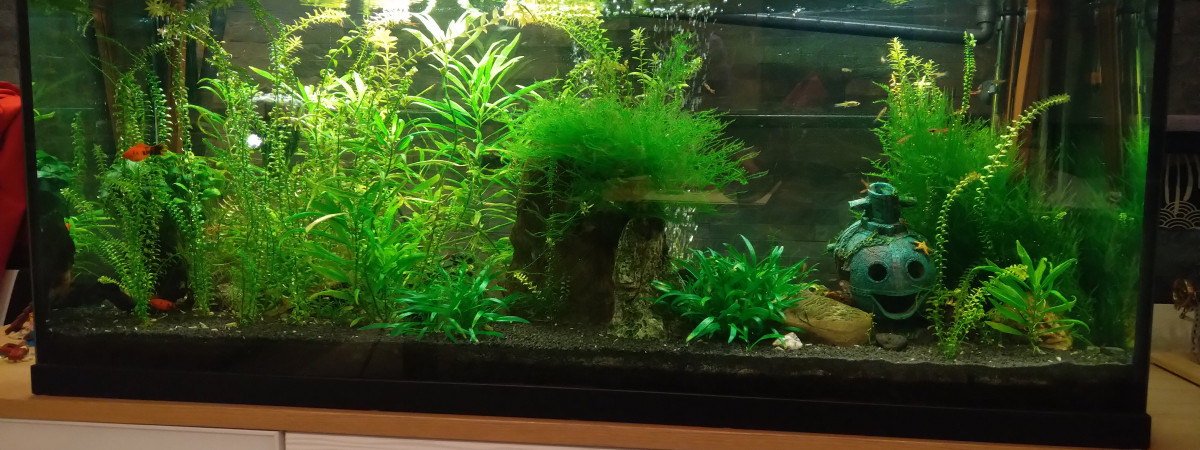 aquarium Salon