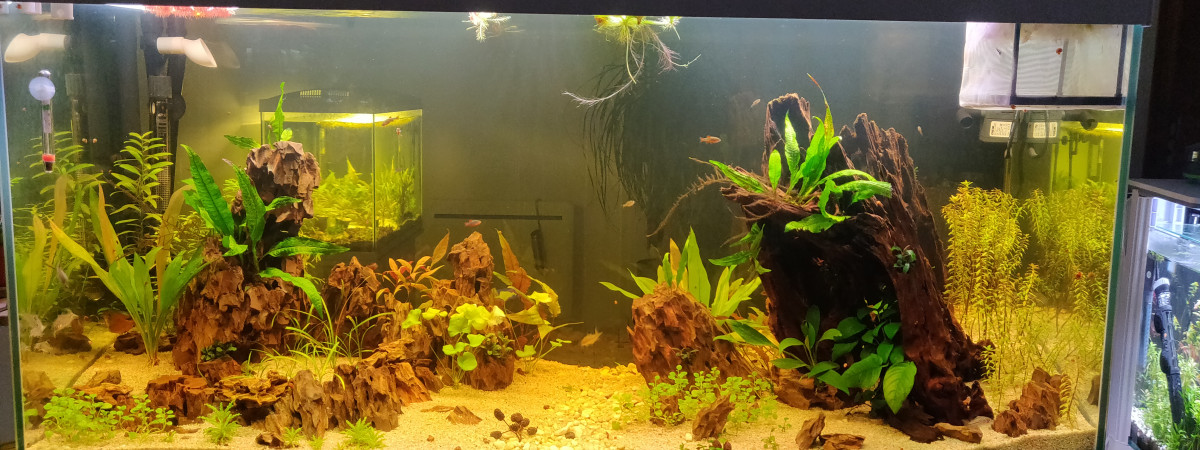 aquarium 240l