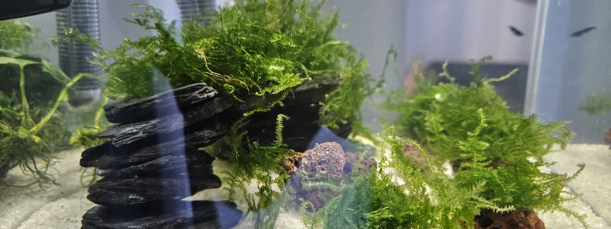 aquarium Nano crevette Blue Diamond