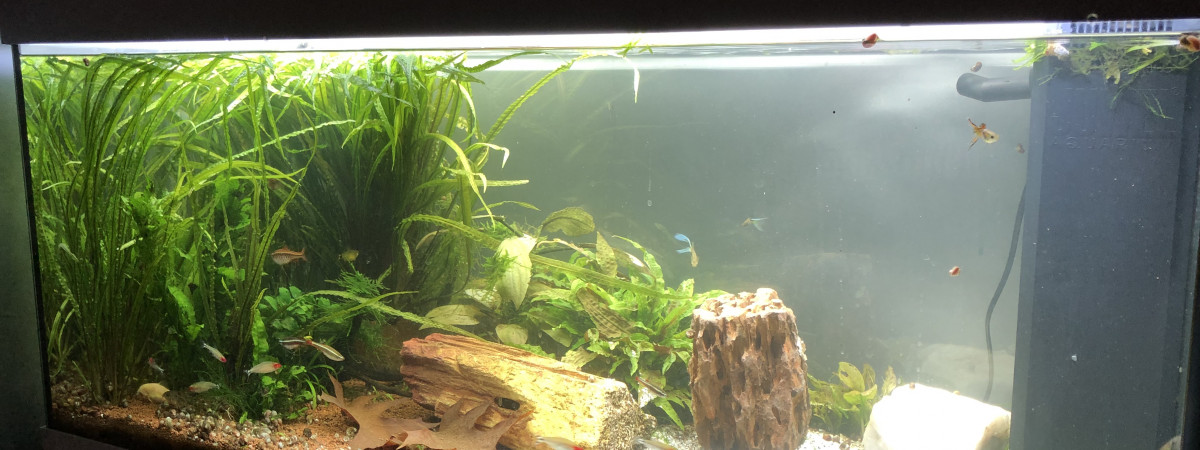 aquarium Grand