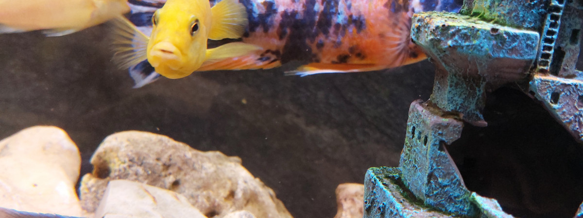aquarium amazonien