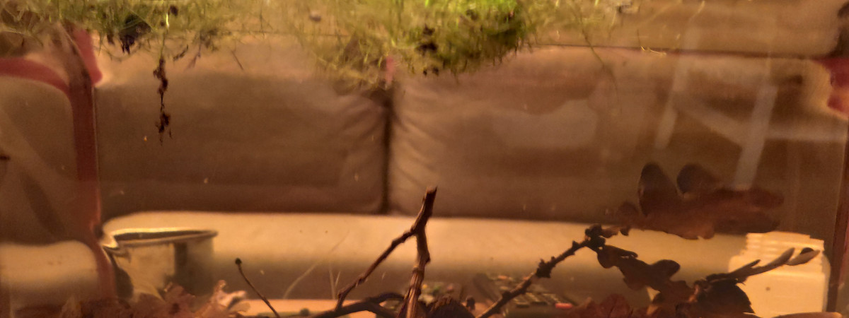 aquarium Bac 8l Ostracodes et Utricularia gibba