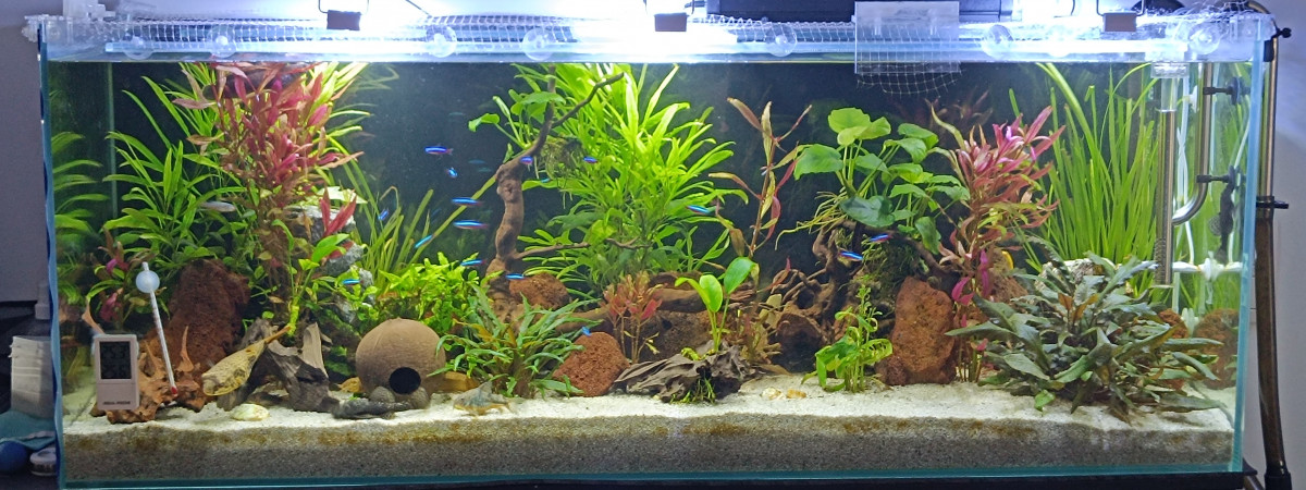 aquarium Alario
