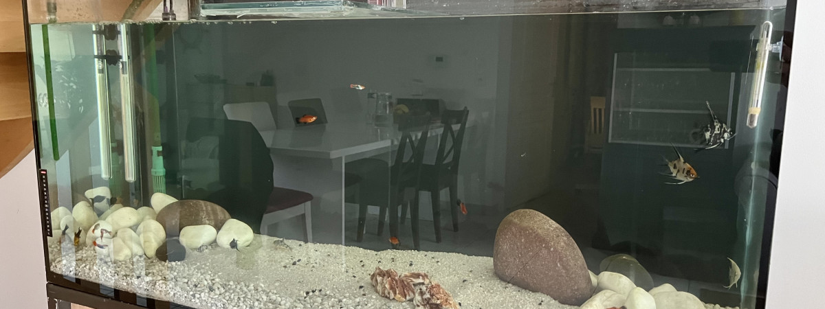 aquarium Bac Salon