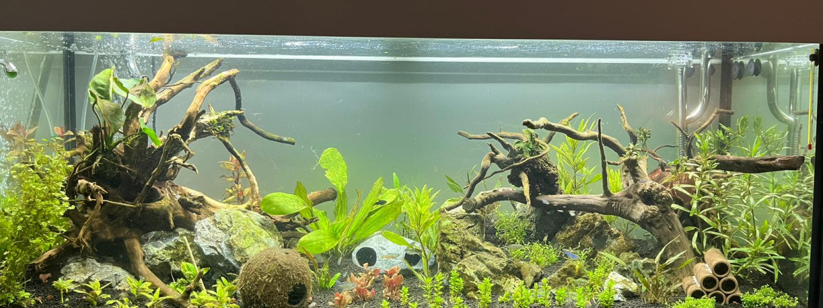 aquarium Amazonie