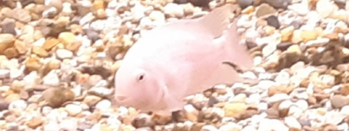 aquarium Ciclides américain