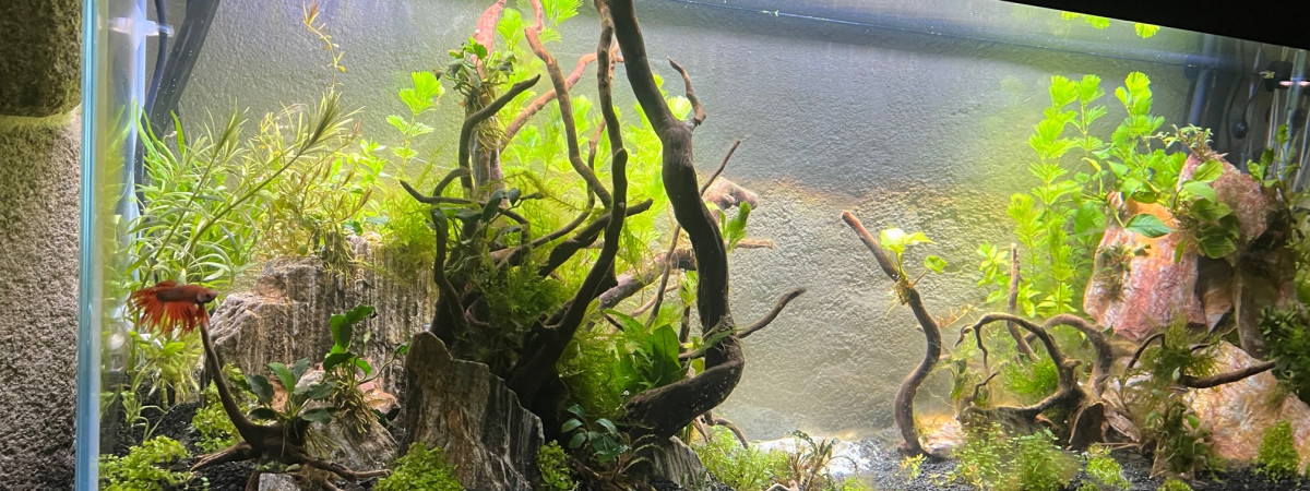 aquarium 240 l  mise en eau nov 2023