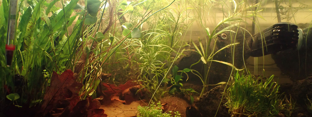 aquarium Bac principal