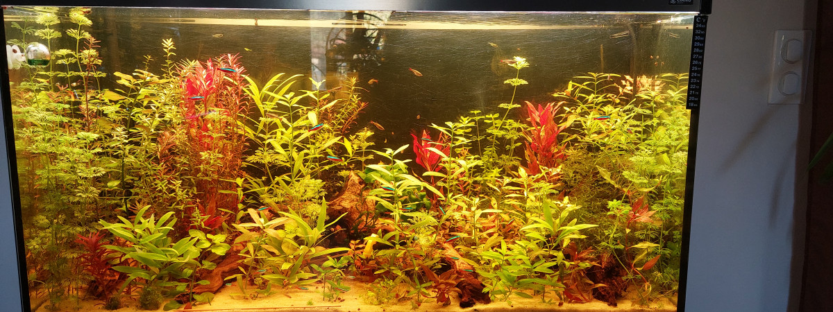aquarium AquaAlyAm