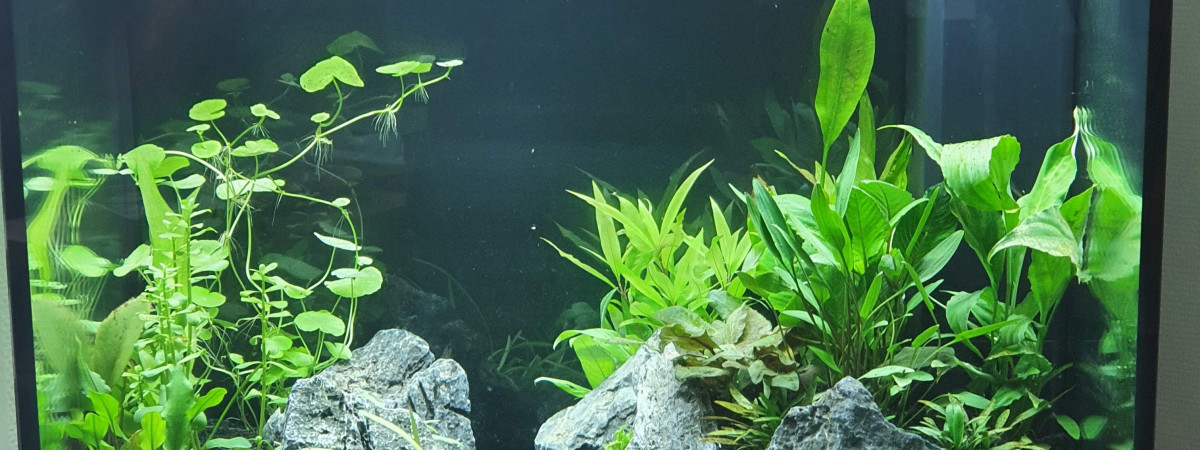 aquarium Aqua nov 23