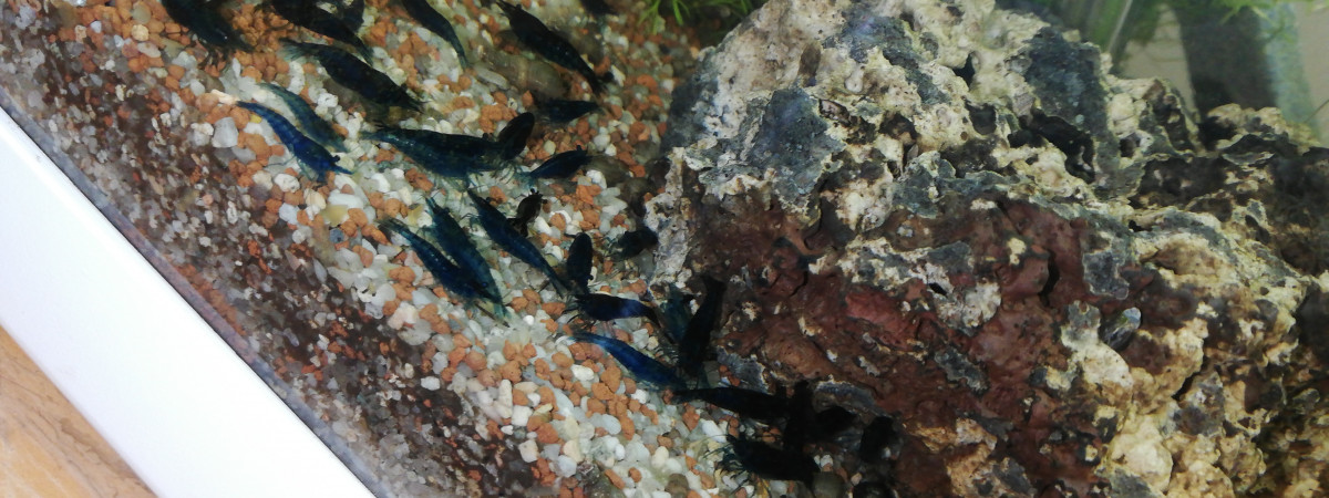 aquarium Le ptit blanc