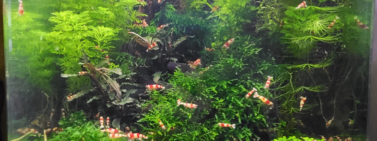 aquarium Aquarium 30 litre crevette