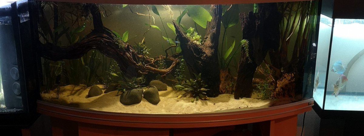 aquarium Discus 290