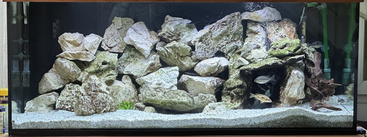 aquarium Africain