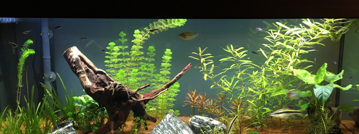 aquarium Aquarium Marie