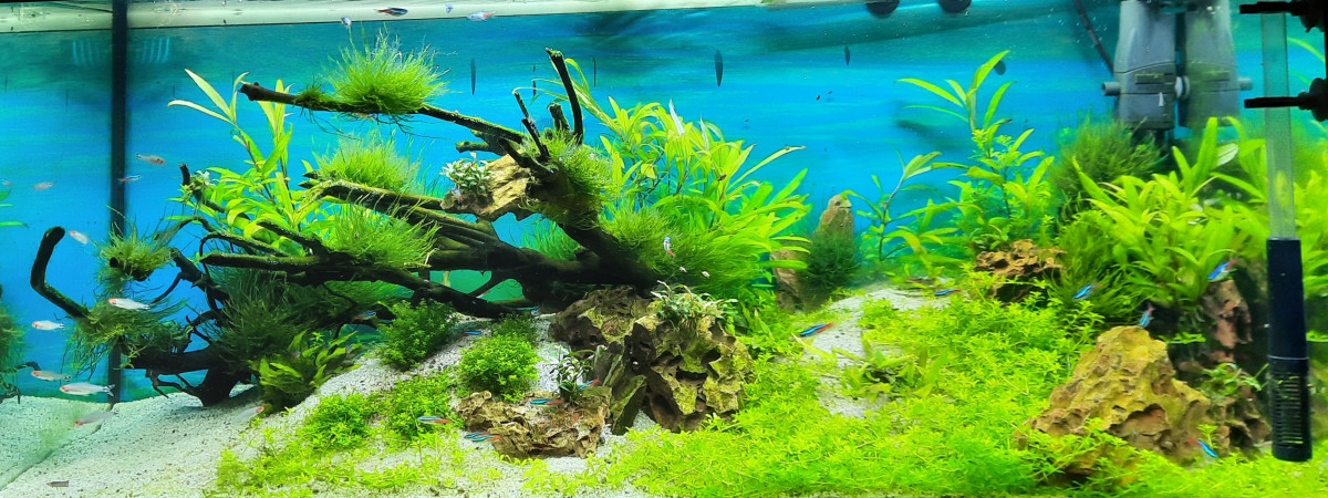 aquarium Mon mien