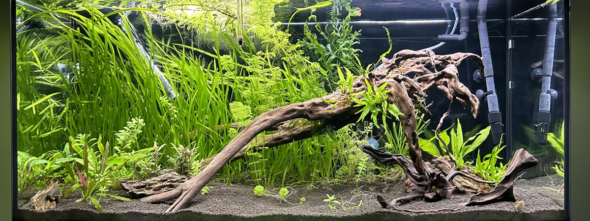 aquarium Amérique du Sud