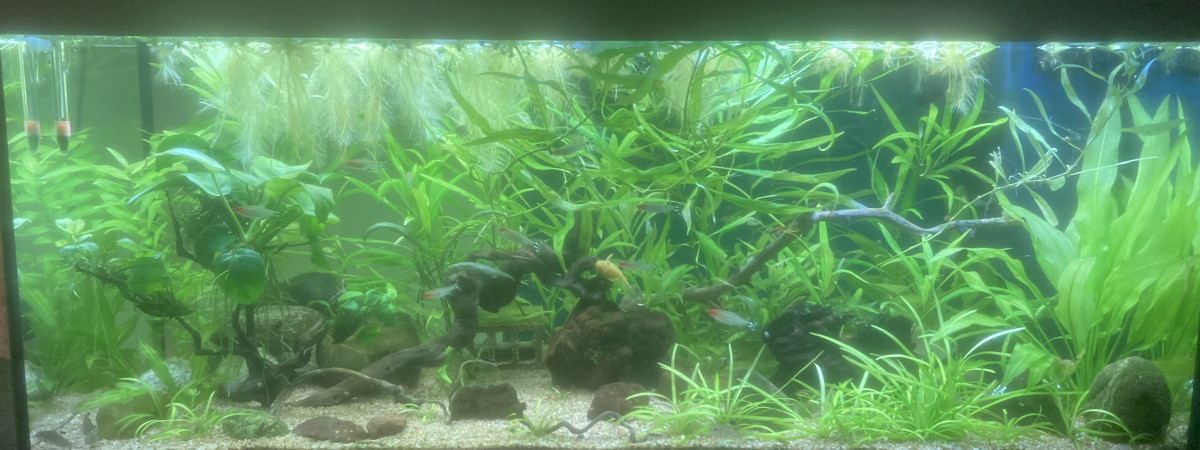 aquarium Communautaire